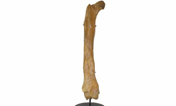 Excellent Struthiomimus Femur With Metal Stand - Montana #113408